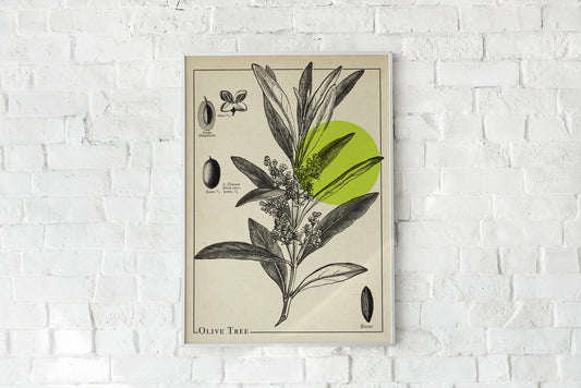 Olive Tree Antique Poster