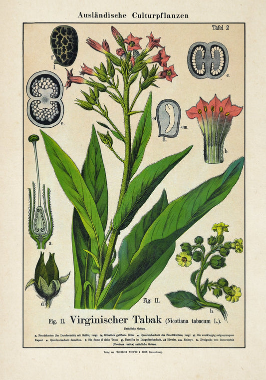 Tobacco Plant Poster