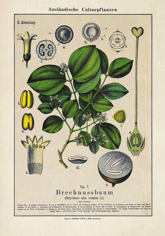 Poison Nut Plant Poster