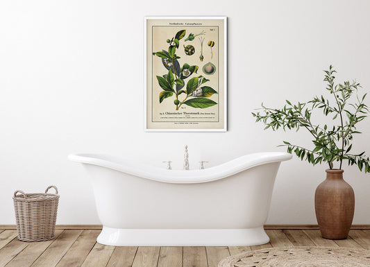 Chinese Tea Plant Poster