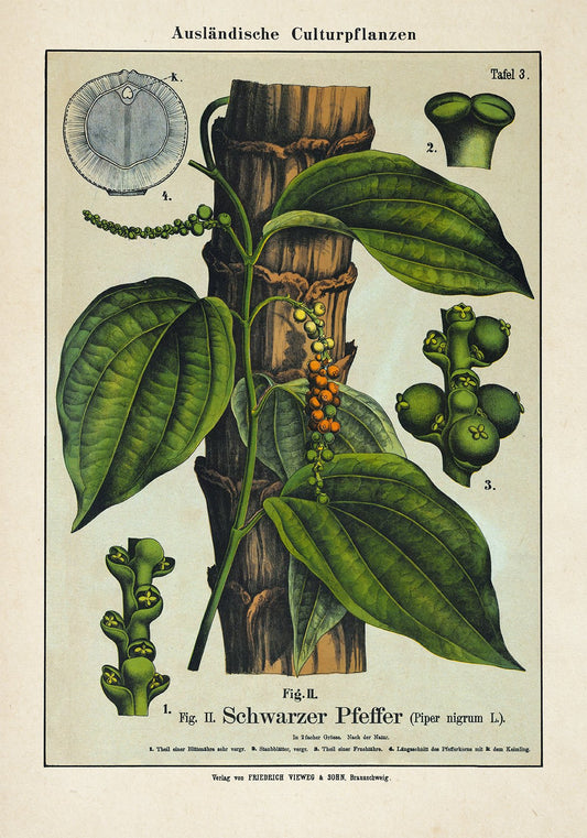 Black Pepper Plant Poster