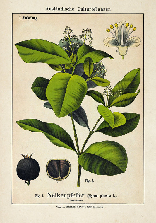 Clove Plant Poster