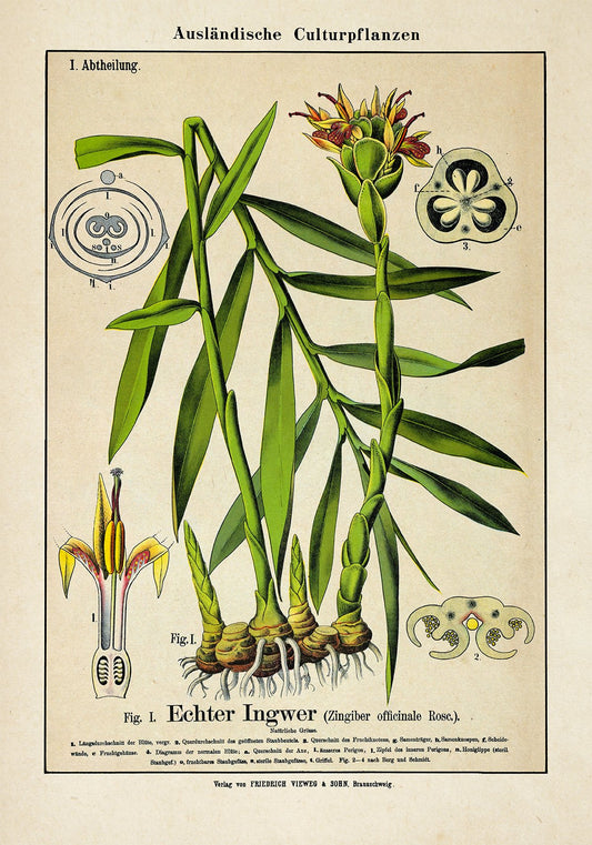 Ginger Plant Poster
