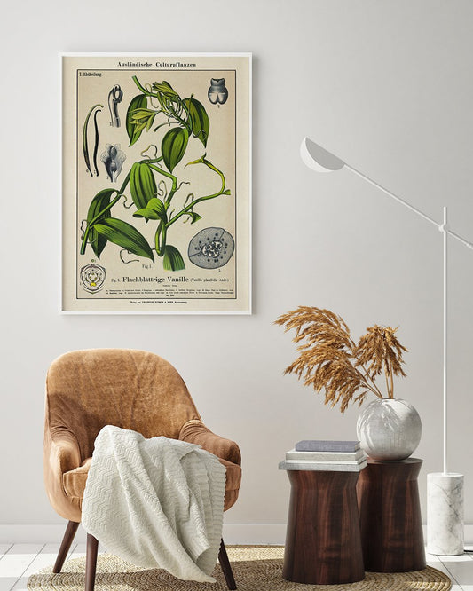 Vanilla Plant Poster