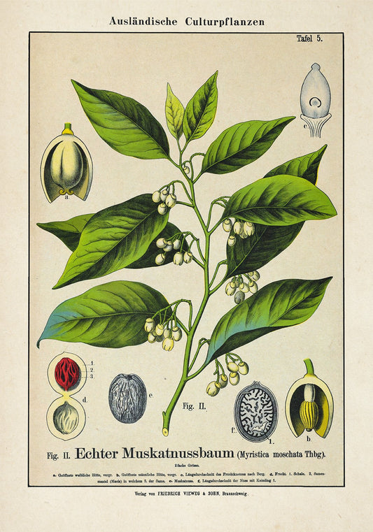 Nutmeg Plant Poster