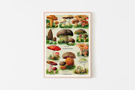 Vintage German Mushroom Chart