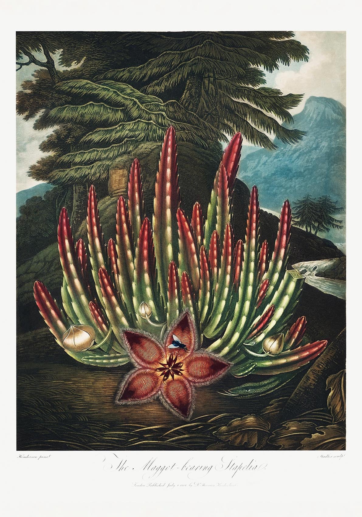 The Maggot – Bearing Stapelia from The Temple of Flora