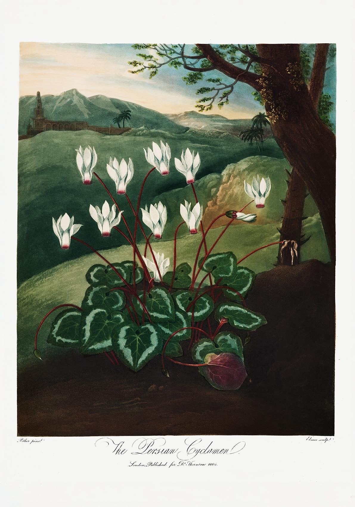 The Persian Cyclamen from The Temple of Flora