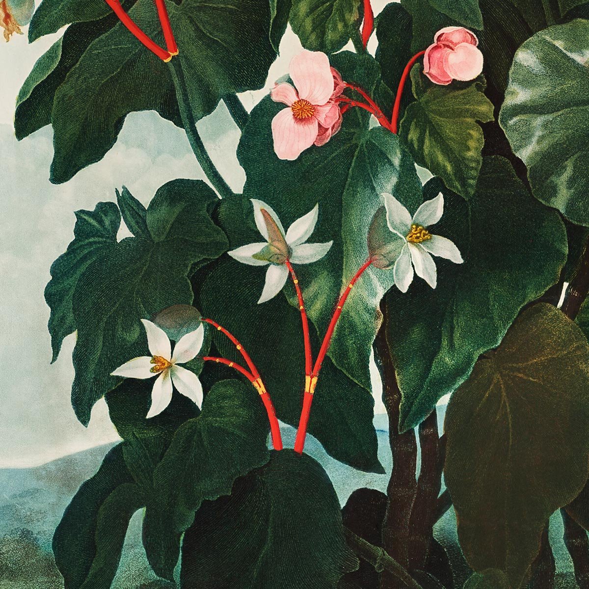 Begonia Plant from The Temple of Flora