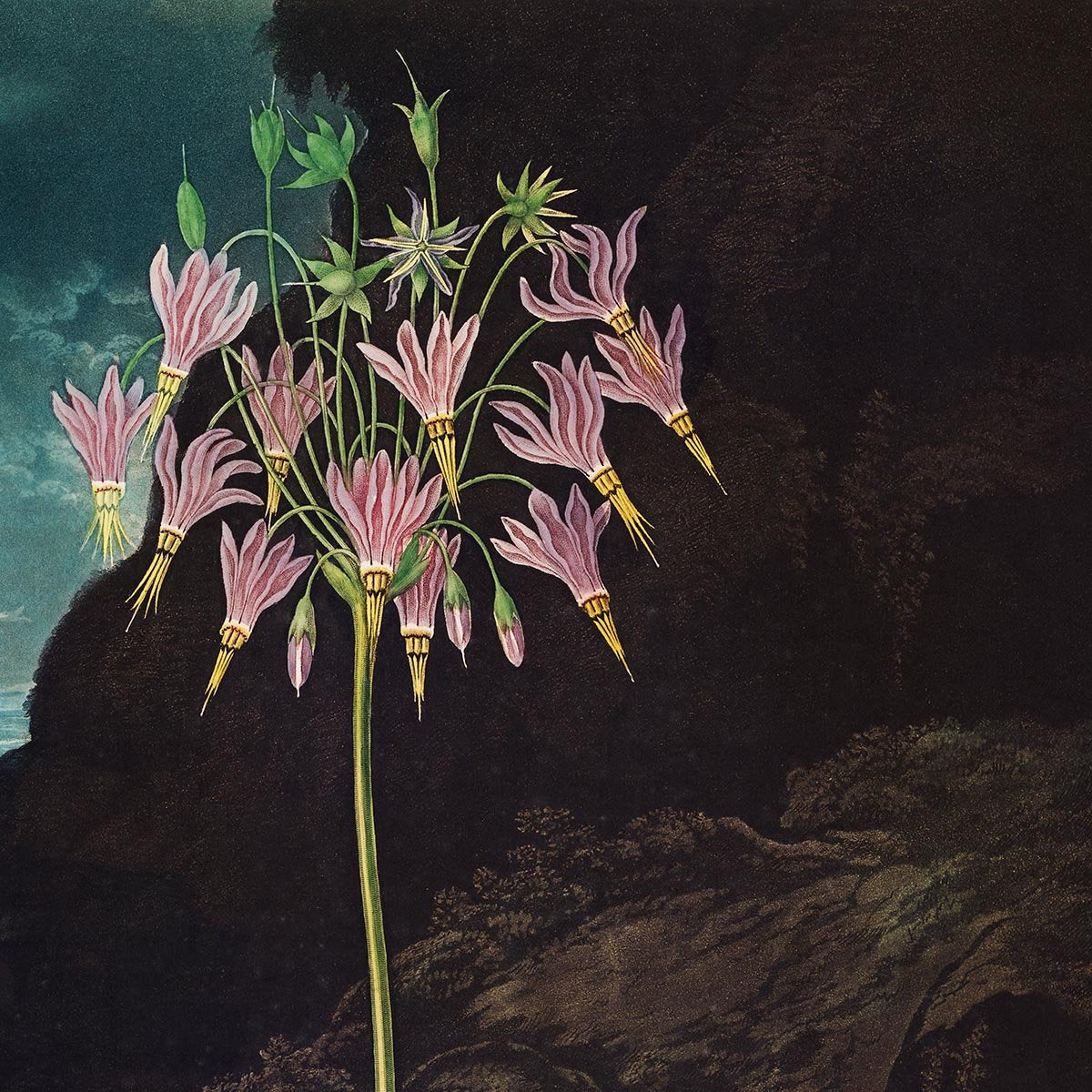 The American Cowslip from The Temple of Flora