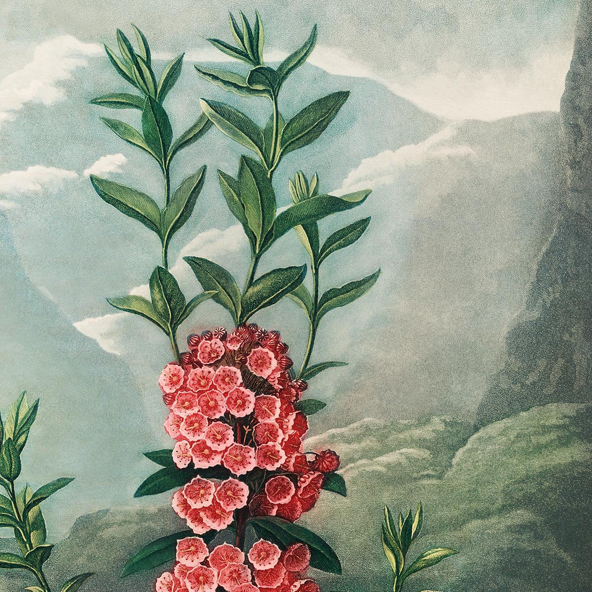 Kalmia Plant from The Temple of Flora
