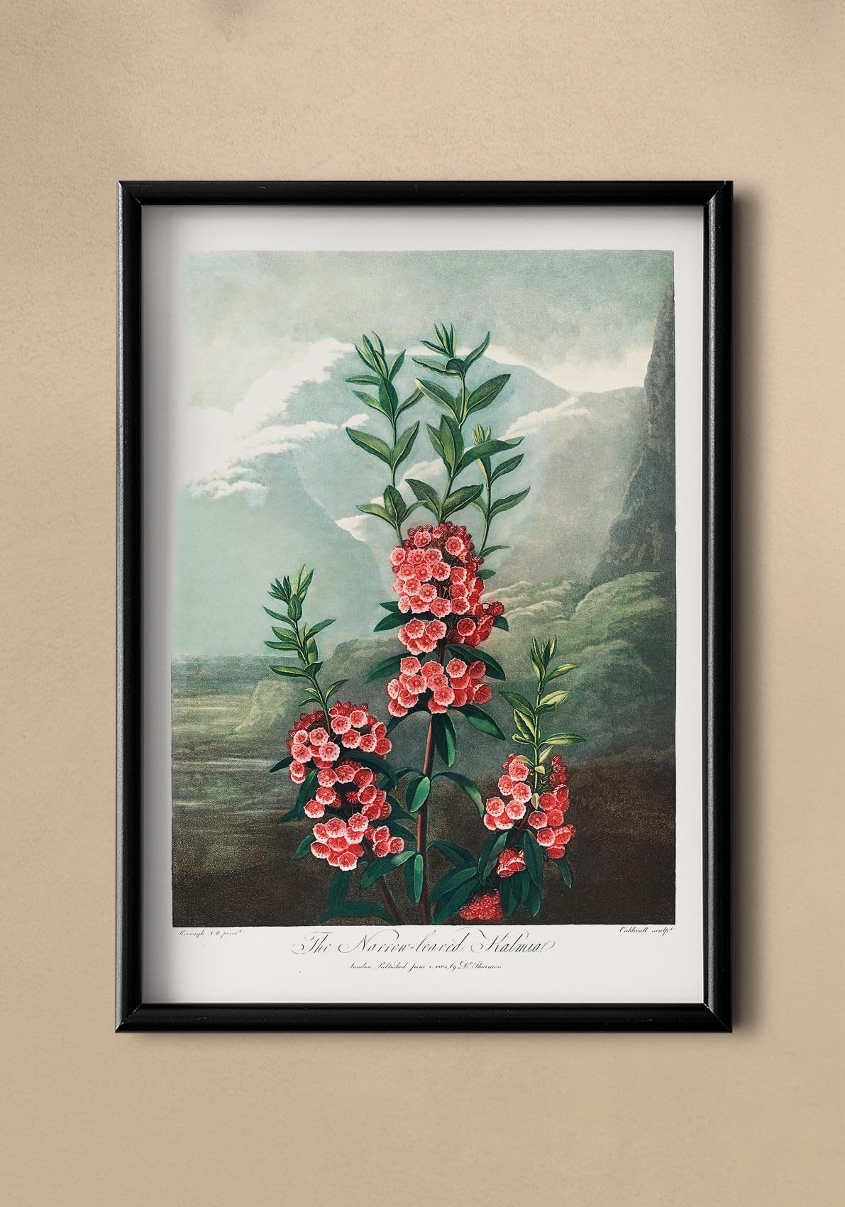 Kalmia Plant from The Temple of Flora