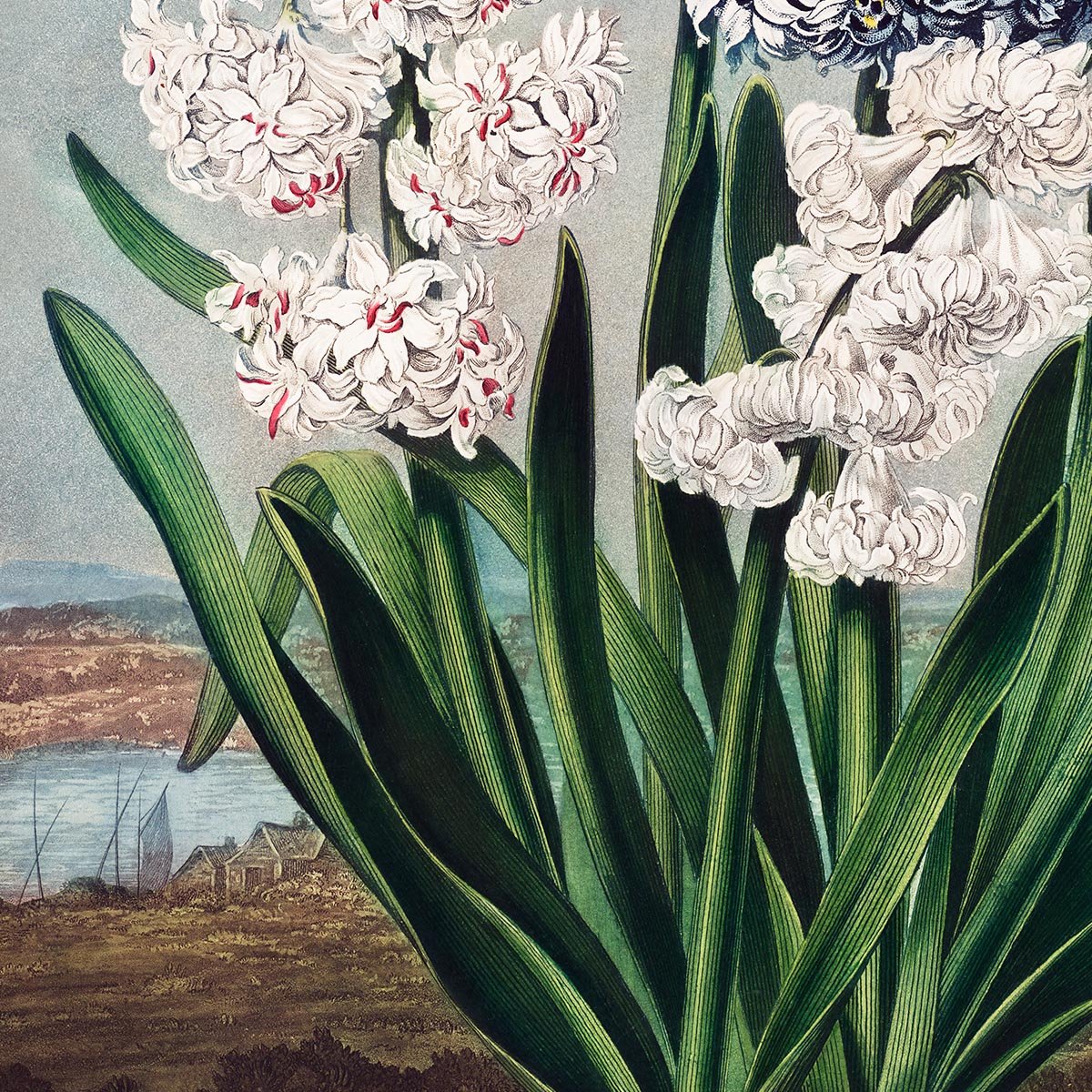 Hyacinths from Temple of Flora