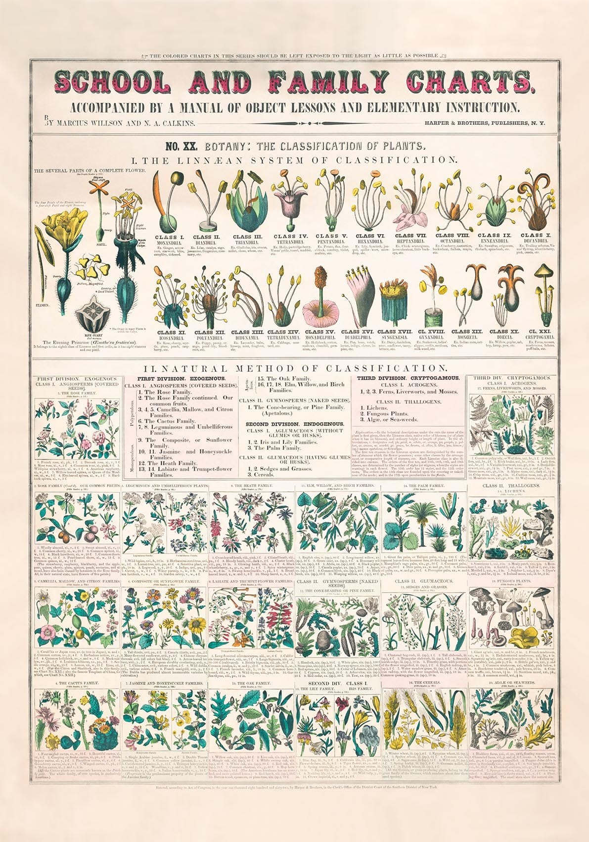 School and Family Chart Flowers