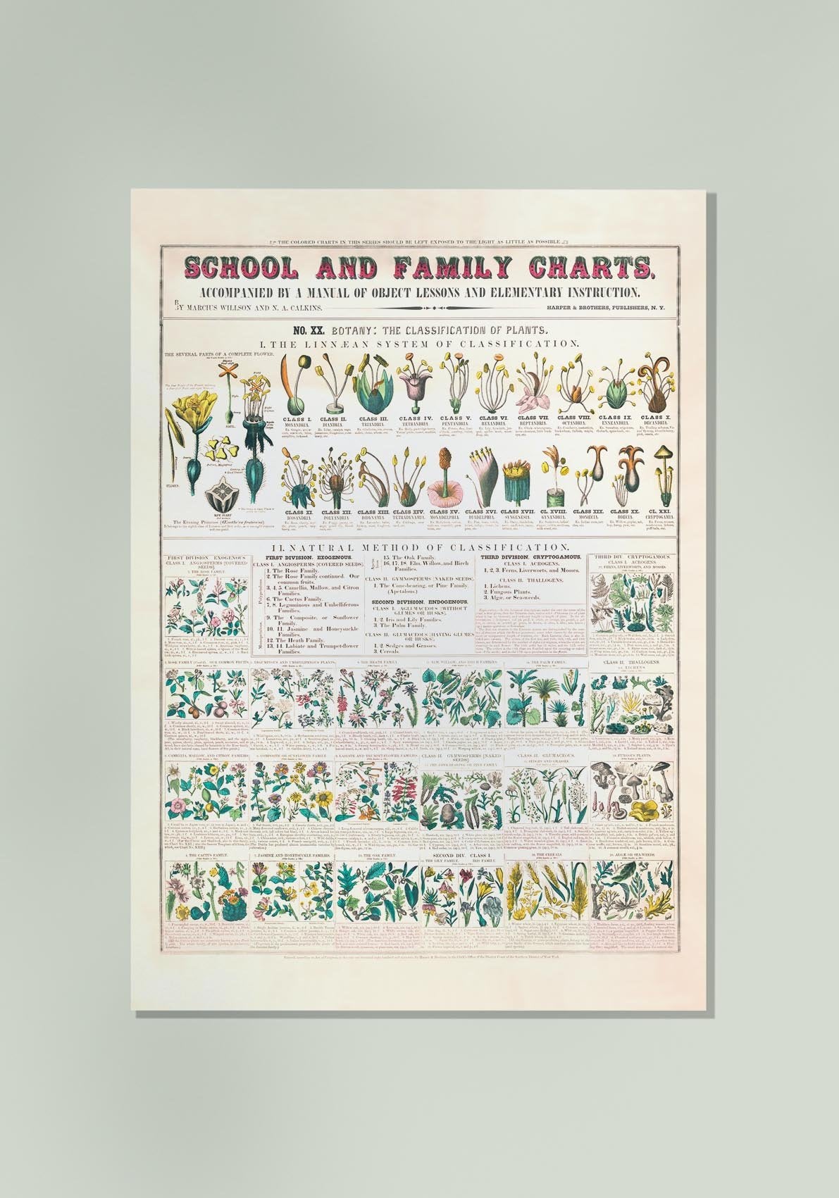 School and Family Chart Flowers