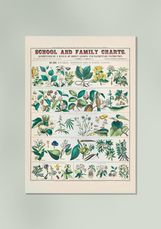 School and Family Chart Plants