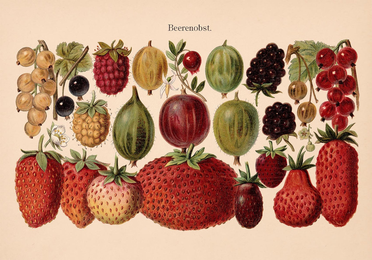 Fruit Berries Chart