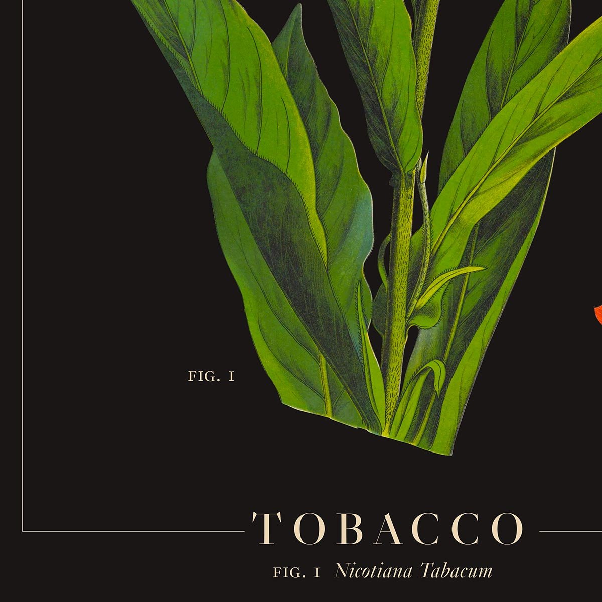 Tobacco Botanical Poster