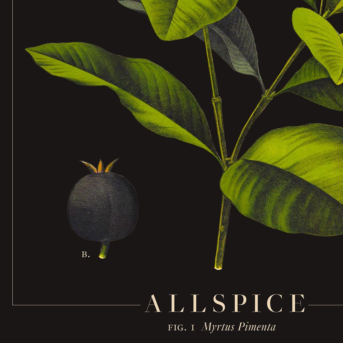 Allspice Botanical Poster