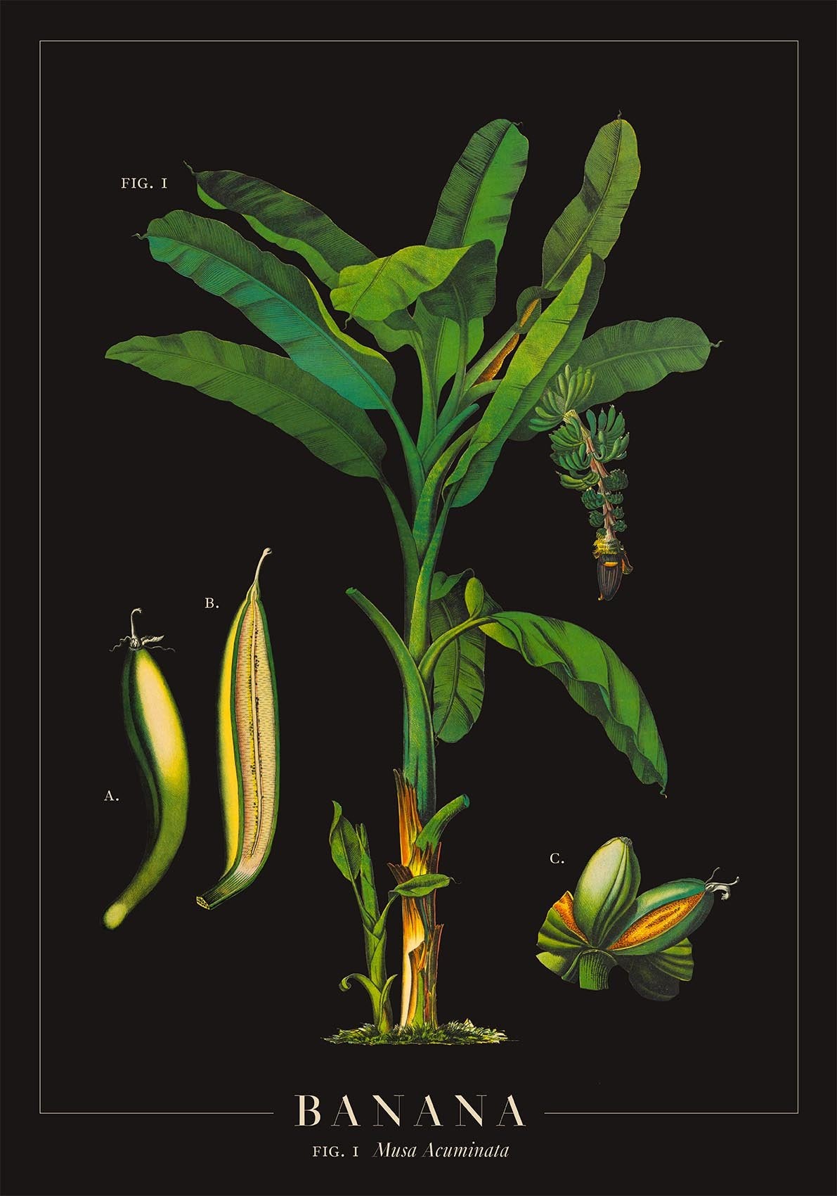 Banana Botanical Poster