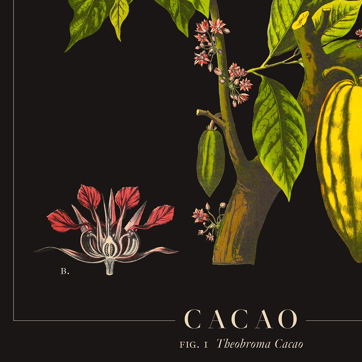 Cacao Botanical Poster