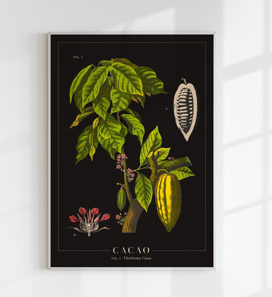Cacao Botanical Poster