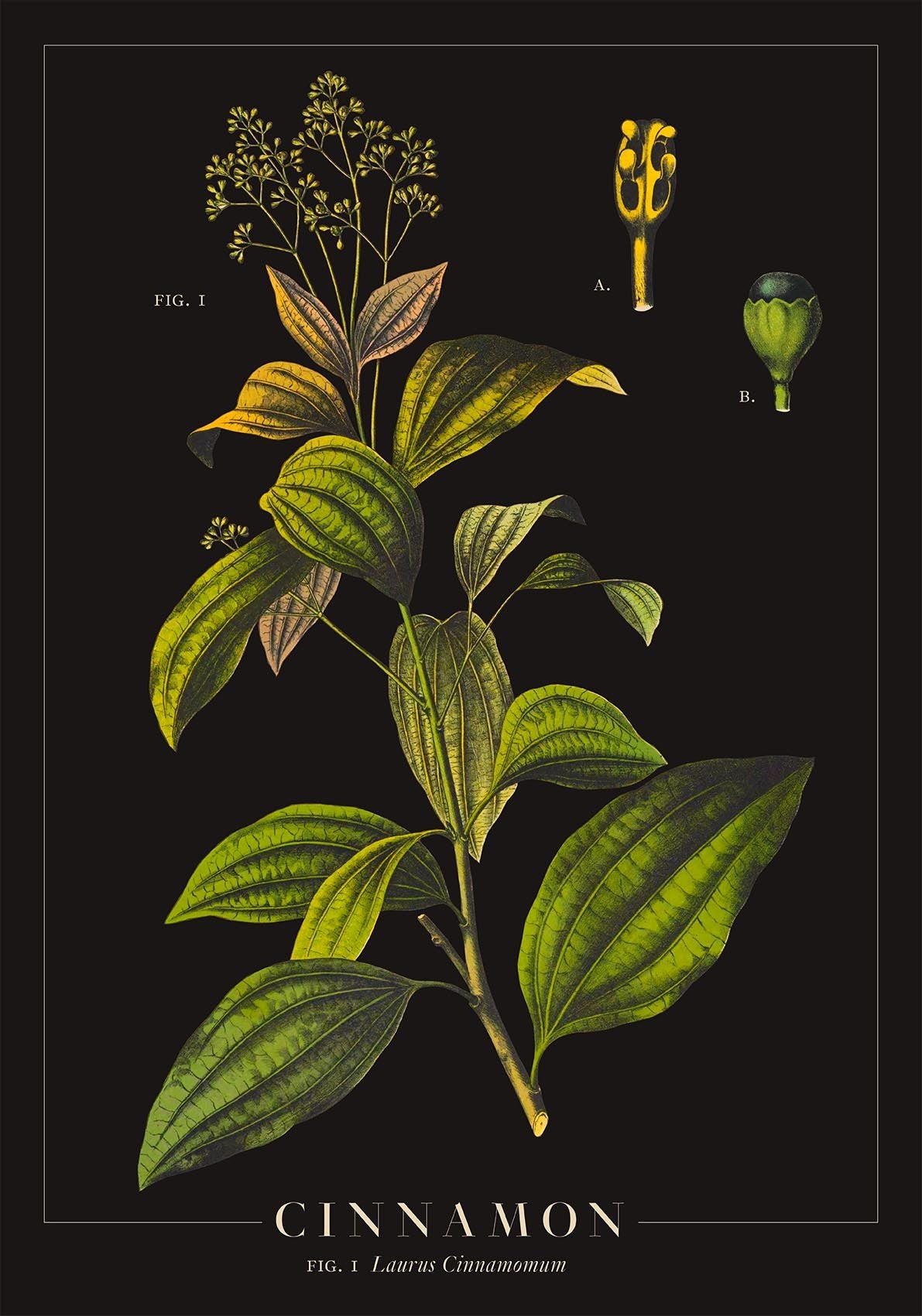 Cinnamon Botanical Poster