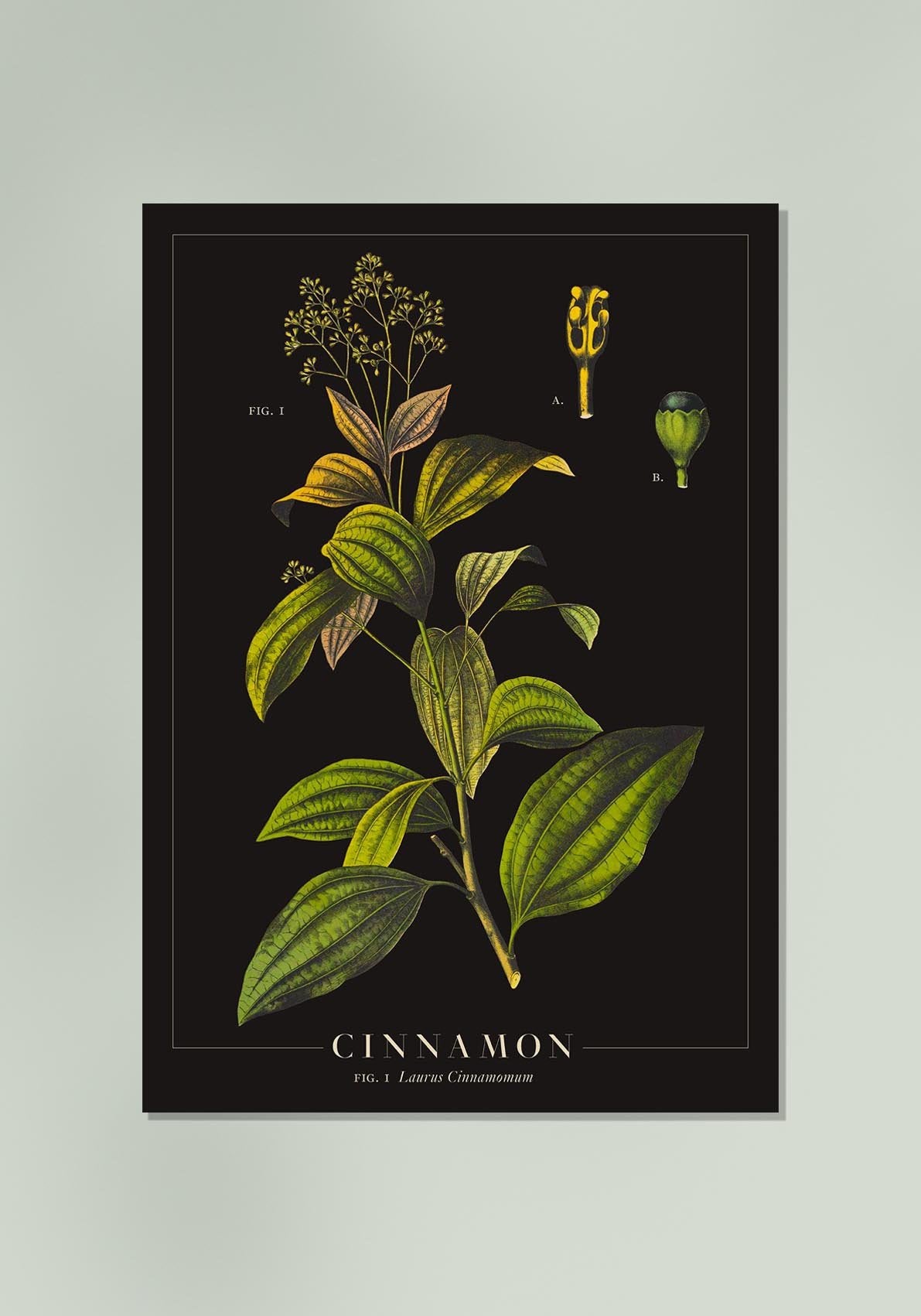 Cinnamon Botanical Poster