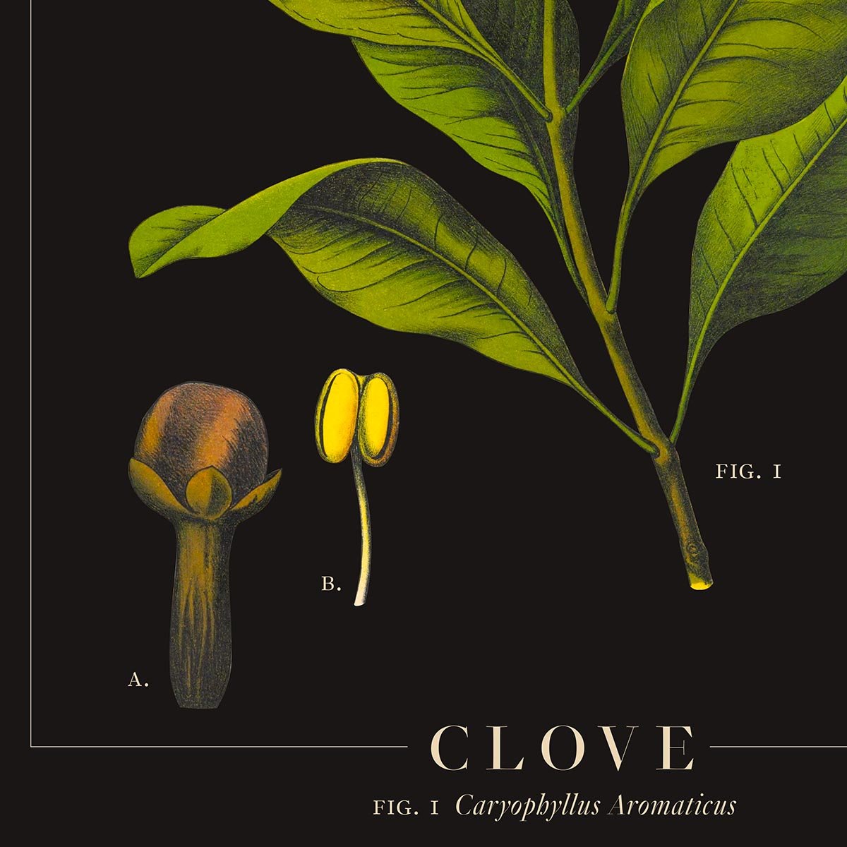 Clove Botanical Poster