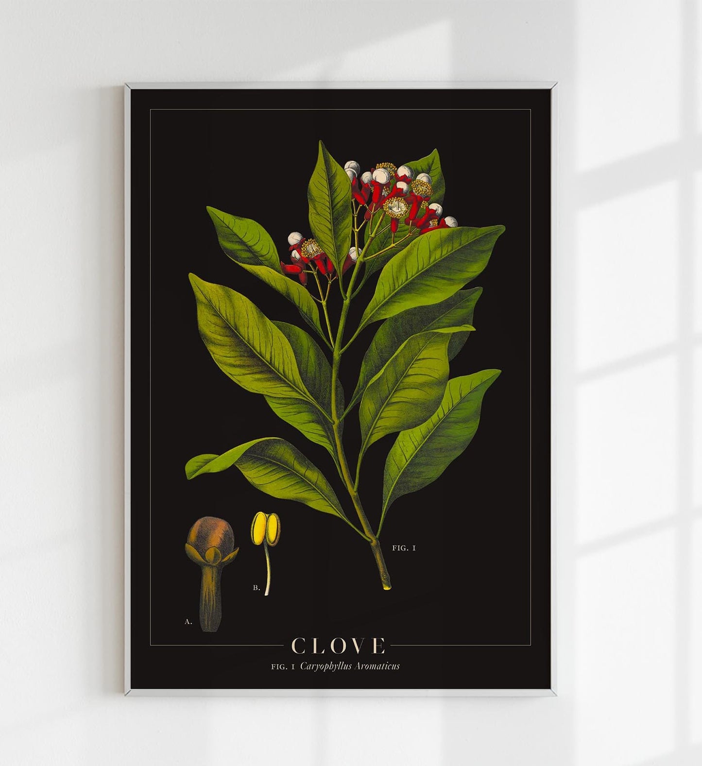 Clove Botanical Poster