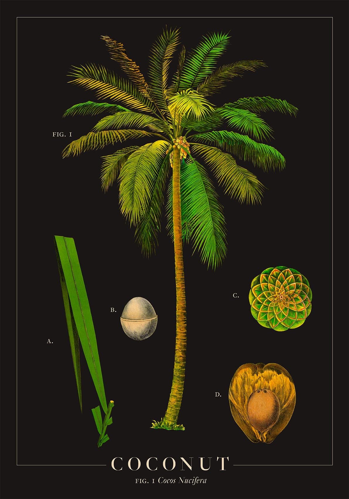 Coconut Botanical Poster