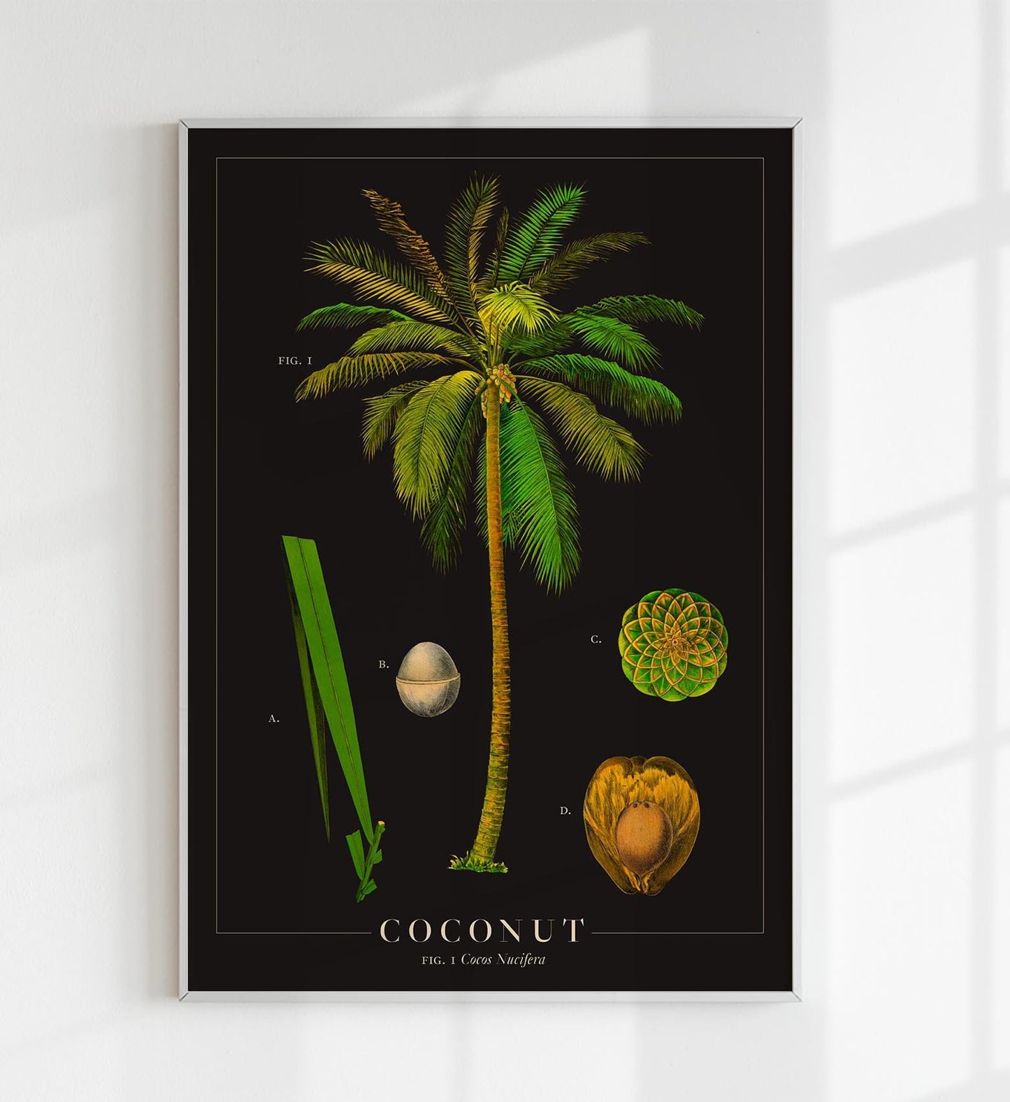Coconut Botanical Poster
