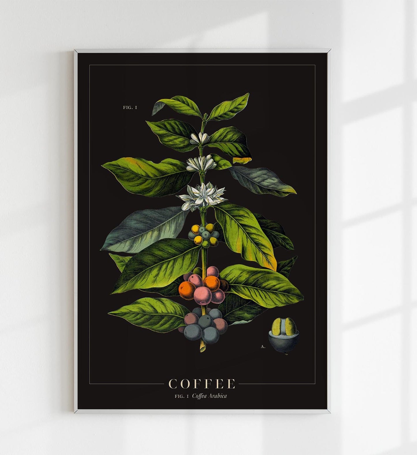 Coffee Botanical Poster