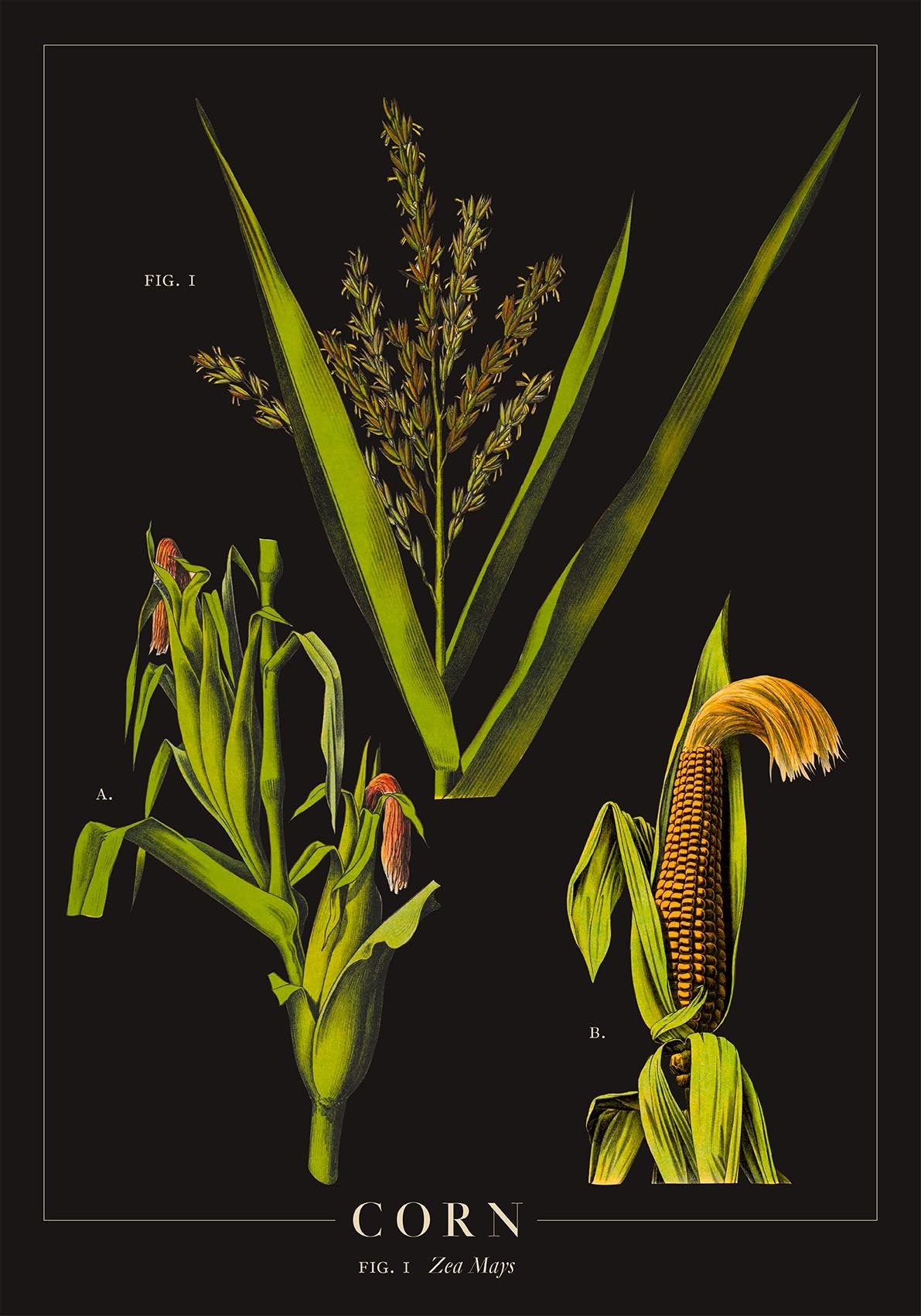 Corn Botanical Poster