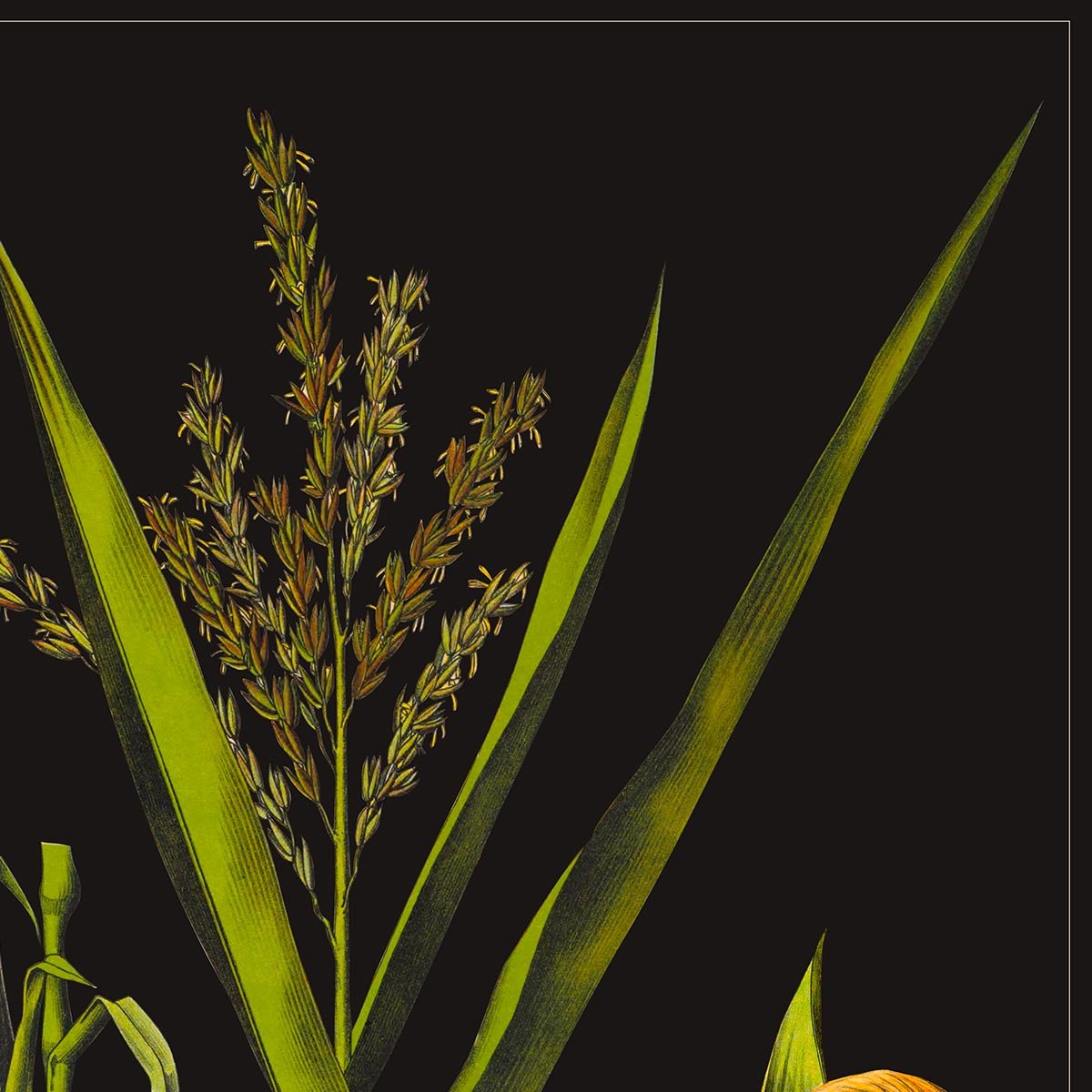 Corn Botanical Poster