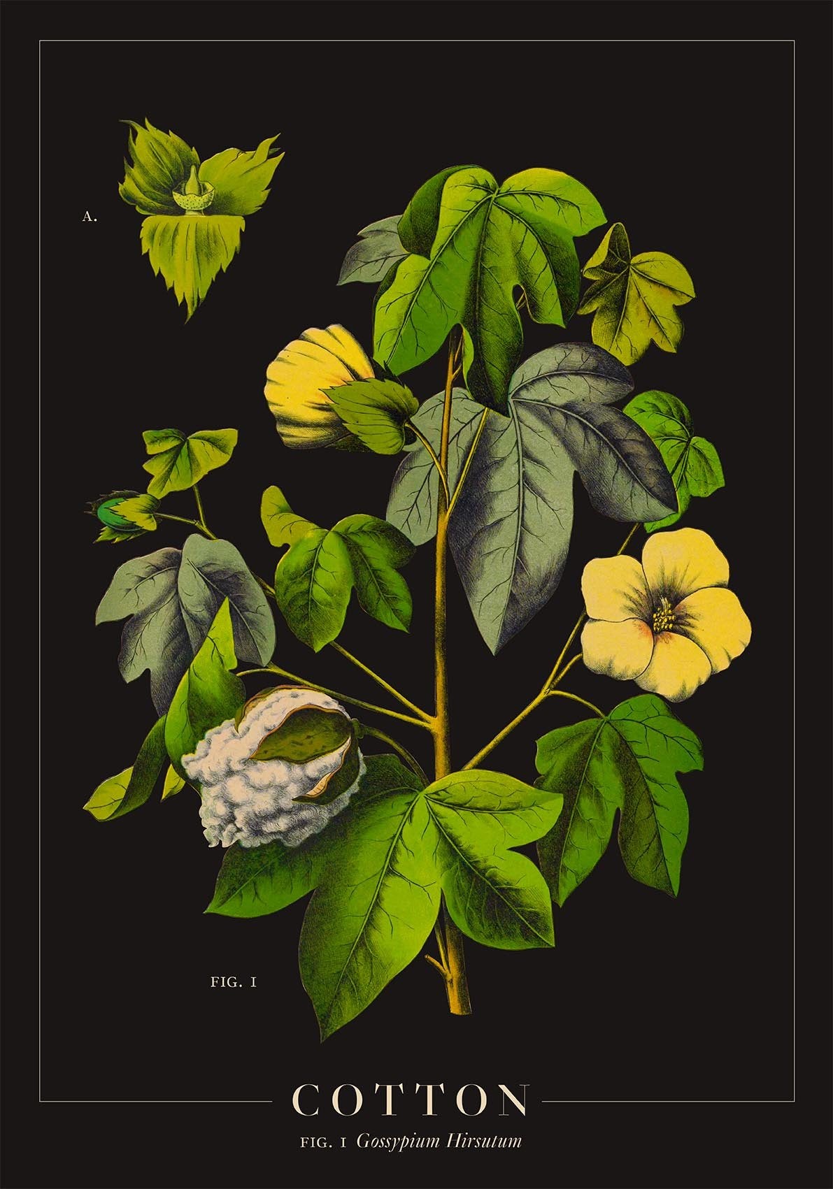 Cotton Botanical Poster