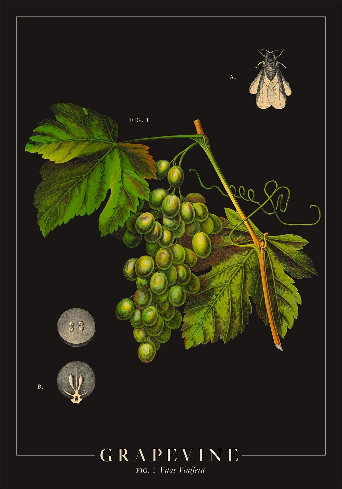 Grapevine Botanical Poster