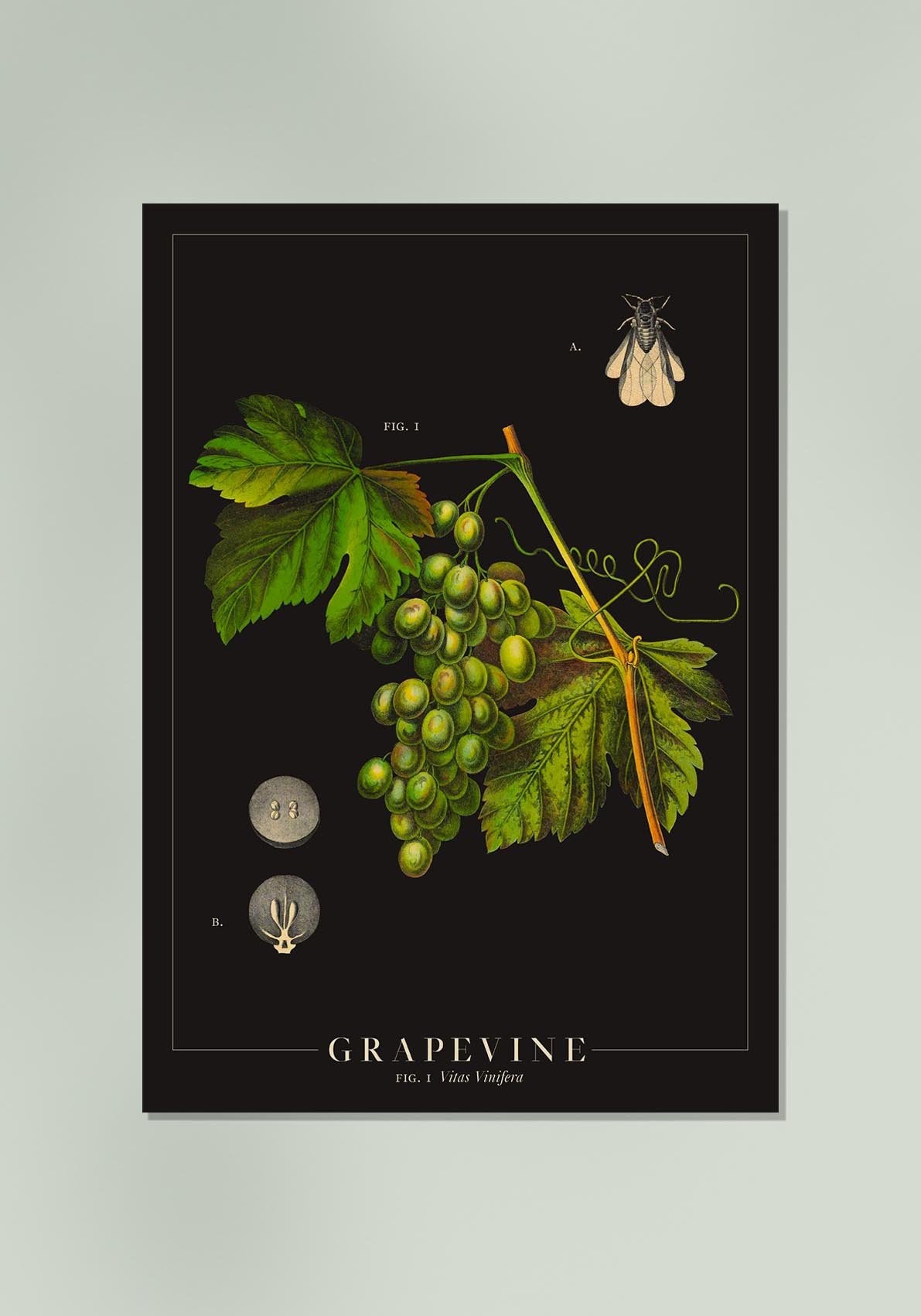 Grapevine Botanical Poster