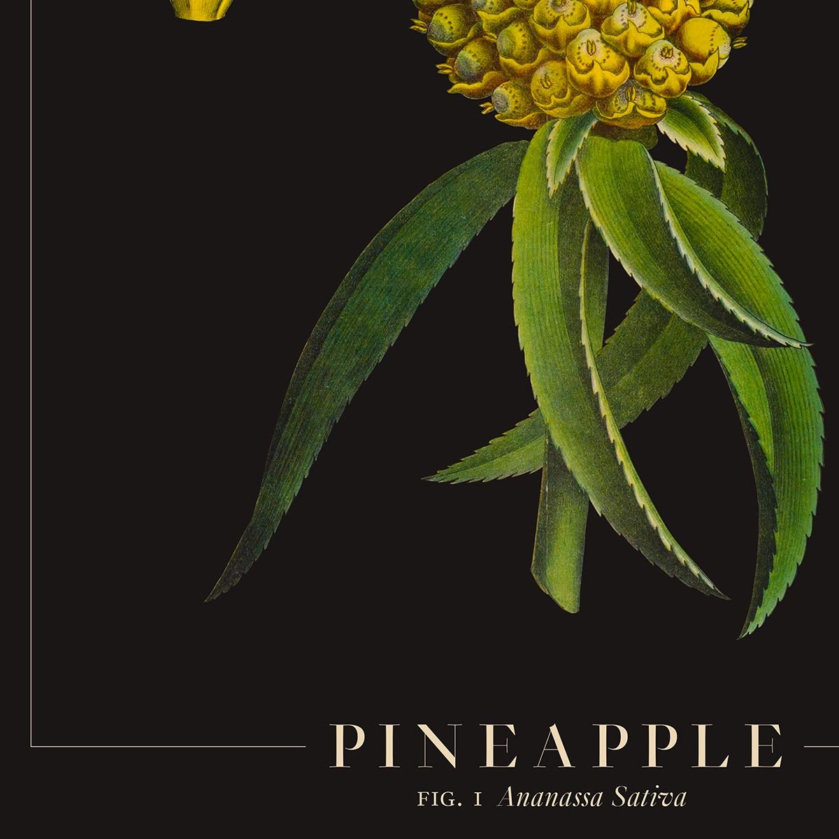 Pineapple Botanical Poster