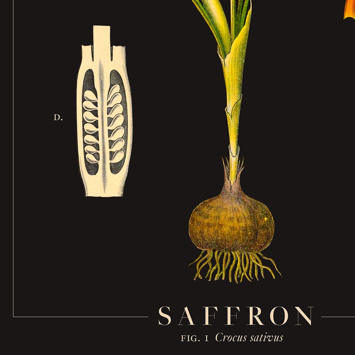 Saffron Botanical Poster