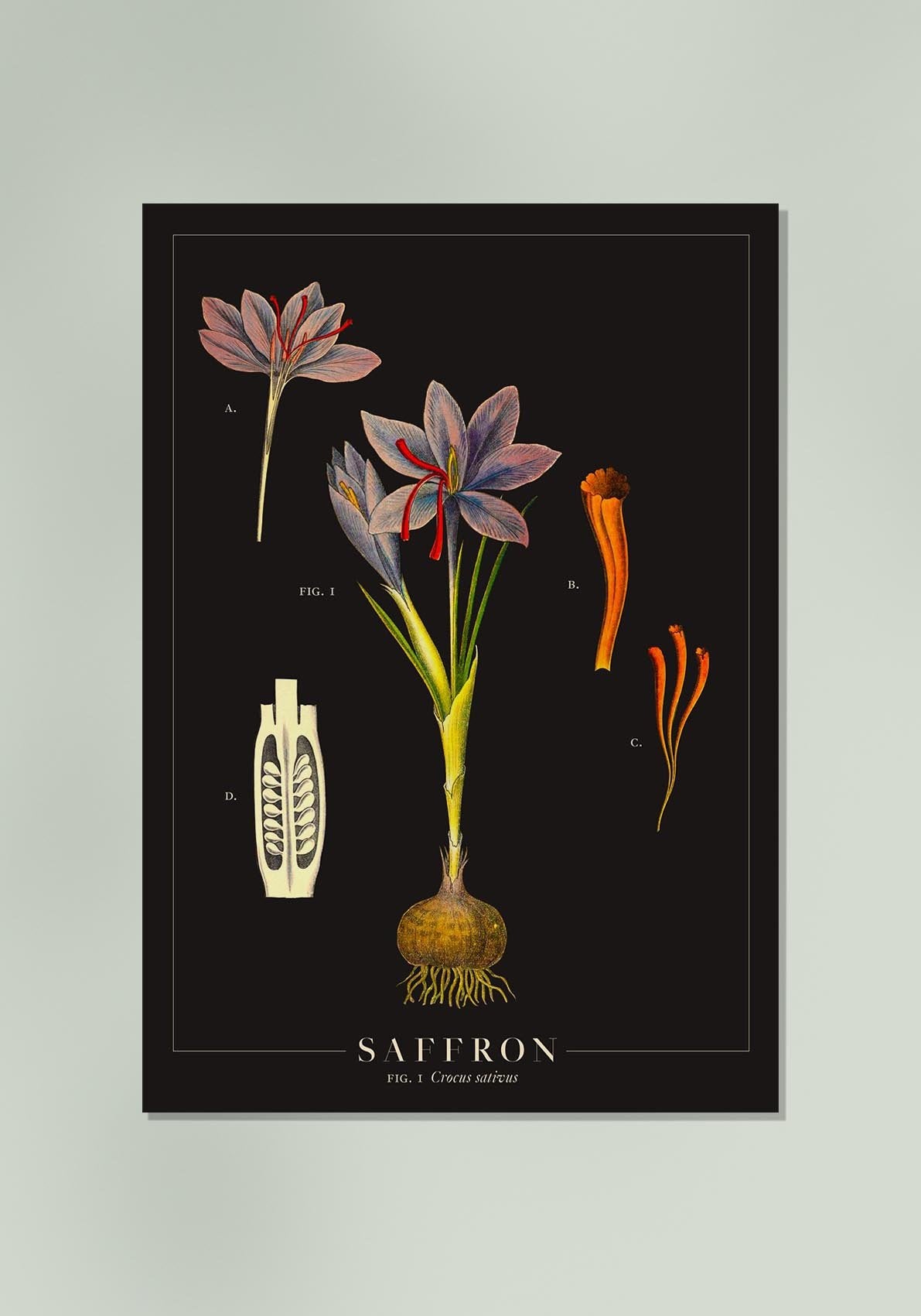 Saffron Botanical Poster