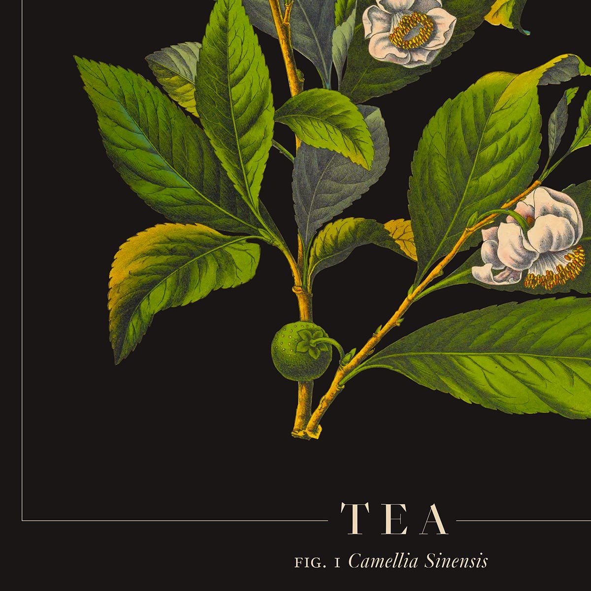 Tea Botanical Poster