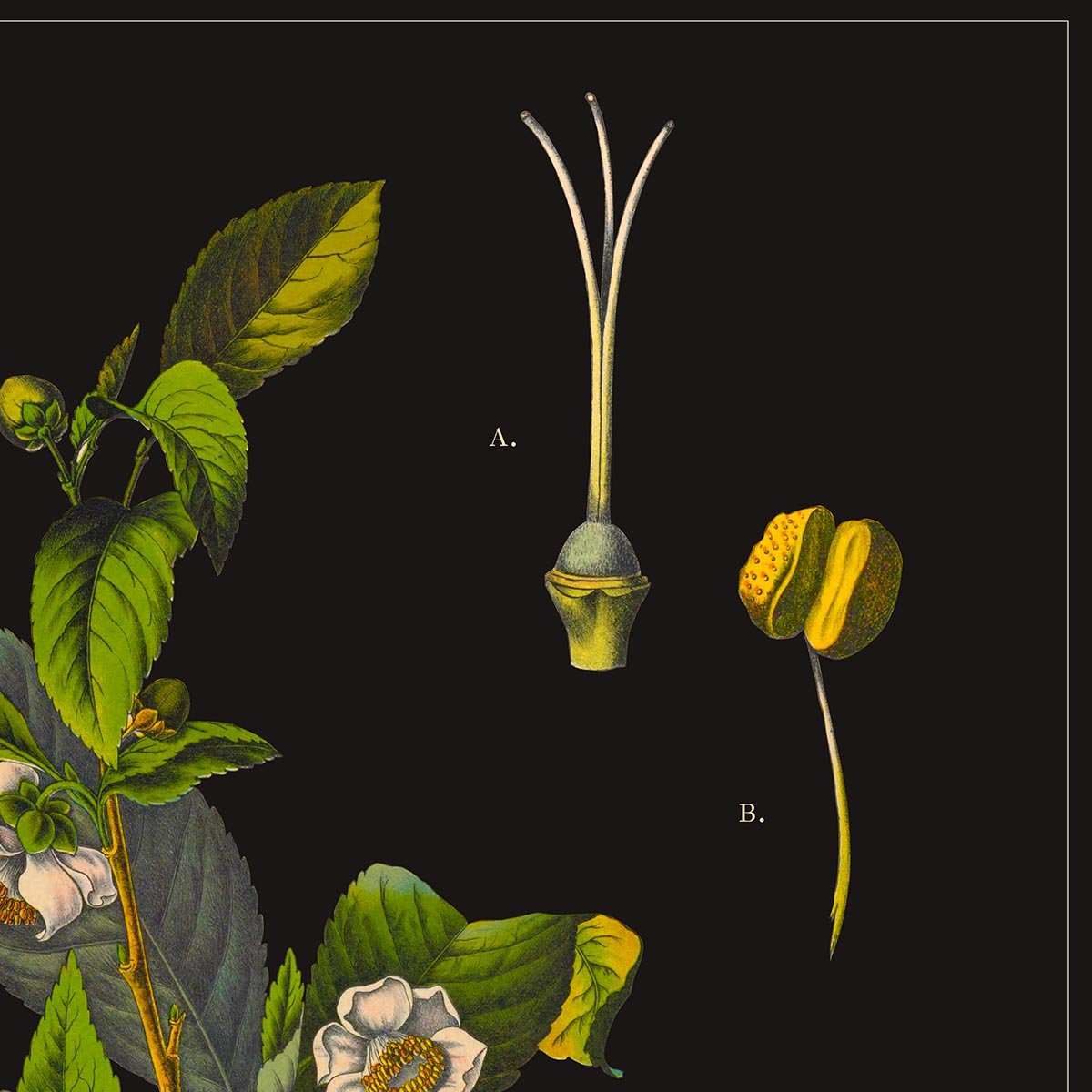 Tea Botanical Poster
