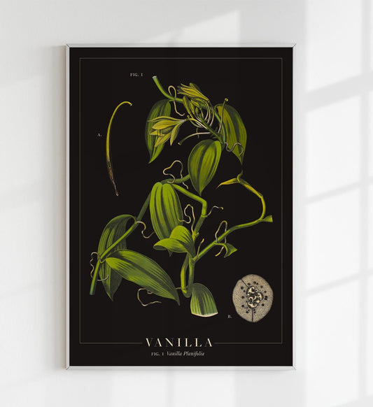 Vanilla Botanical Poster