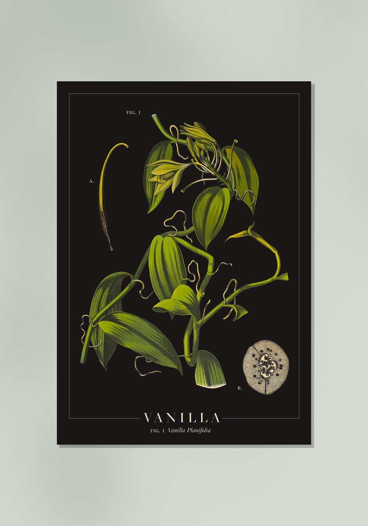 Vanilla Botanical Poster