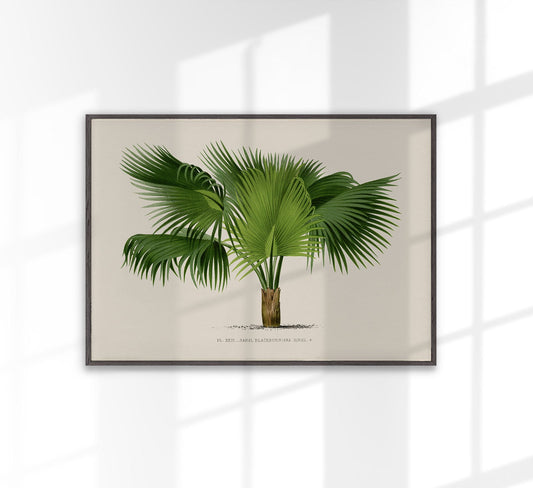 Sabal Blackburniana Palm Tree Art Print by Pieter Joseph de Pannemaeker