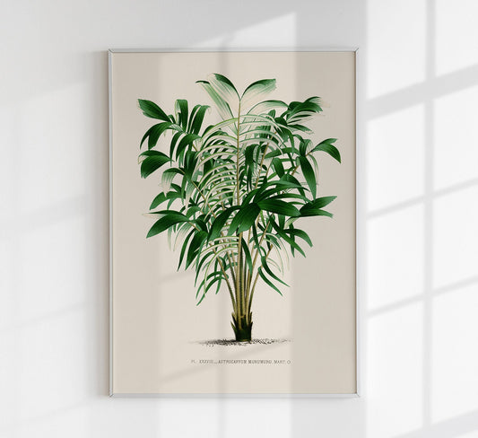 Astrocaryum Murumuru Palm Tree Art Print by Pieter Joseph de Pannemaeker