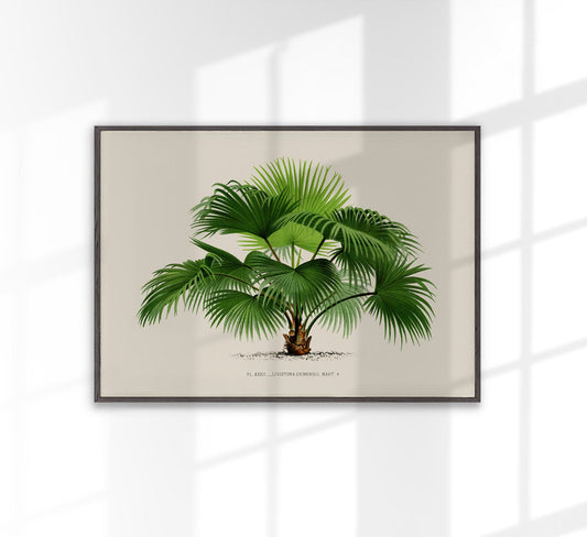 Livistona Chinesis Palm Tree Art Print by Pieter Joseph de Pannemaeker