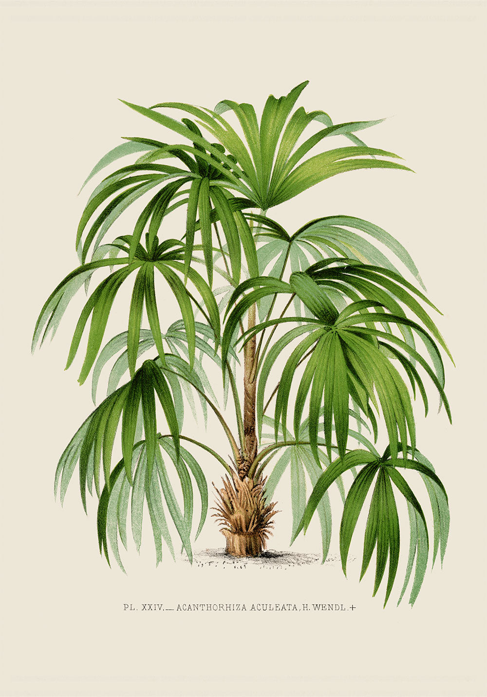 Acanthorhiza Aculeata Palm Tree Art Print by Pieter Joseph de Pannemaeker