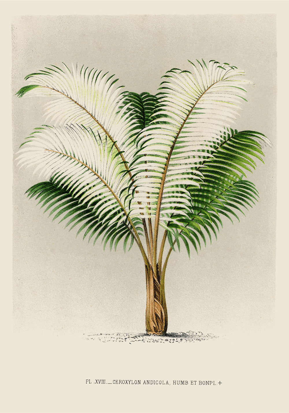 Ceroxylon Andicola Palm Tree Art Print by Pieter Joseph de Pannemaeker